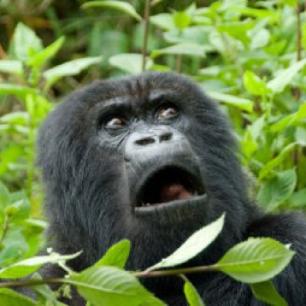 Meet your Posher, Shanthan